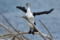 Kormoran pestry - Phalacrocorax varius - Pied Shag - karuhiruhi 4230